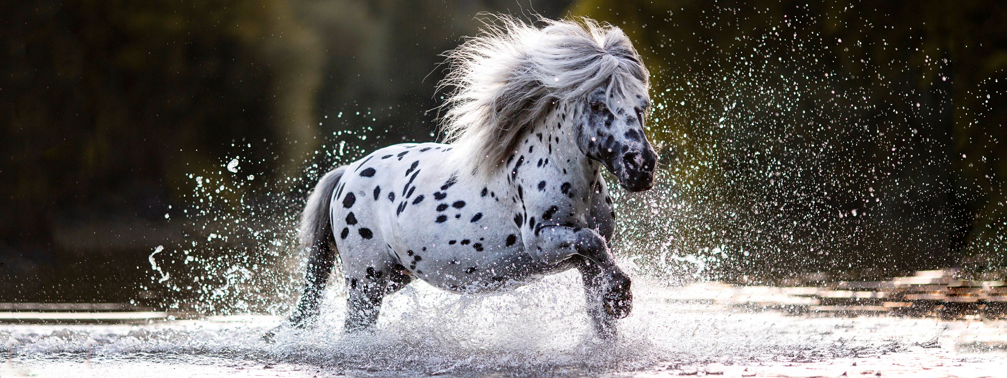 Monika Bogner Photography - Appaloosa Miniture Pony